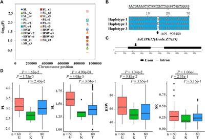 Identification, expression, and association analysis of calcineurin B-like protein–interacting protein kinase genes in peanut